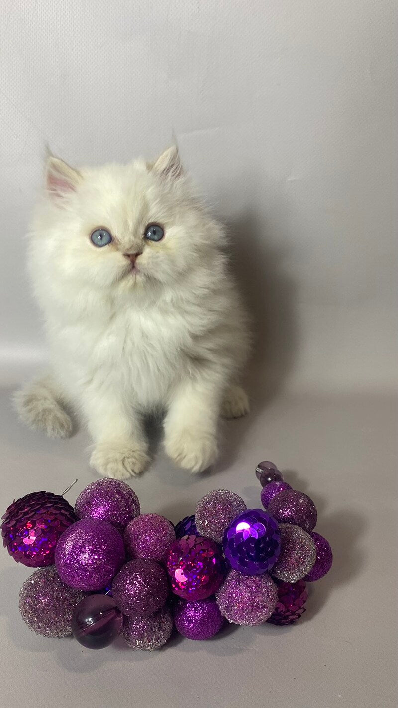 Tommy British Longhair male, lilac pointed