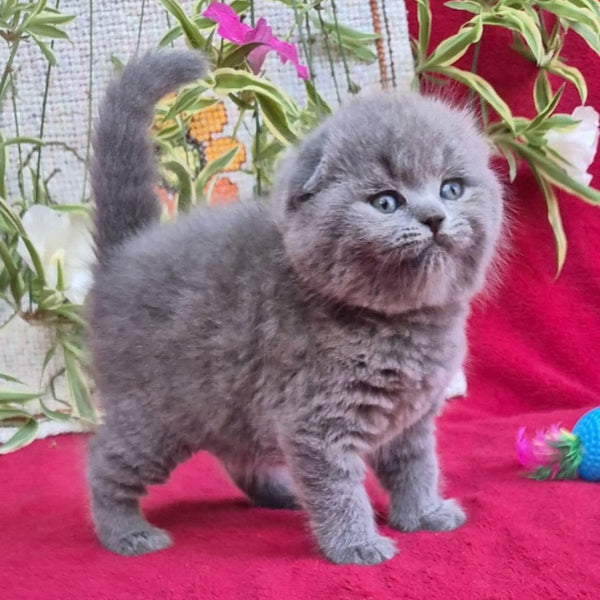 Lexi Scottish Fold female, blue