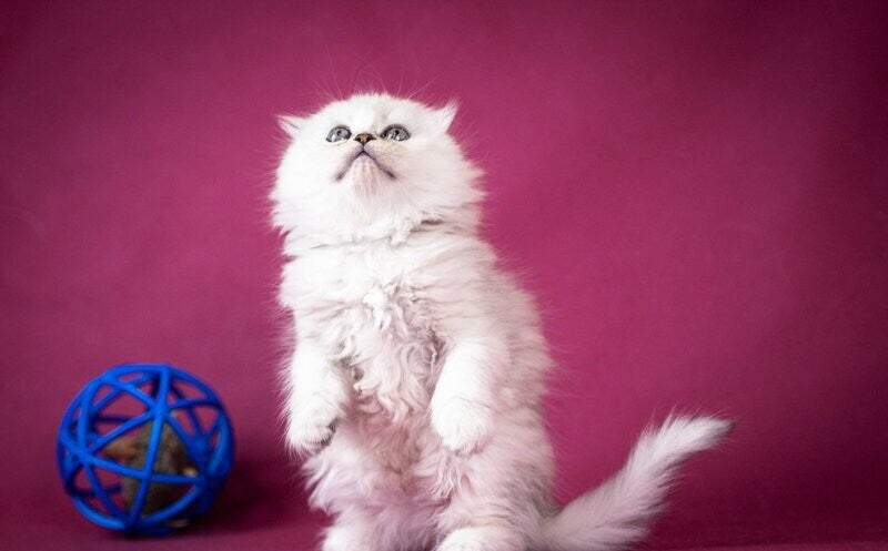Catrina Scottish Fold female black silver shaded - live animals