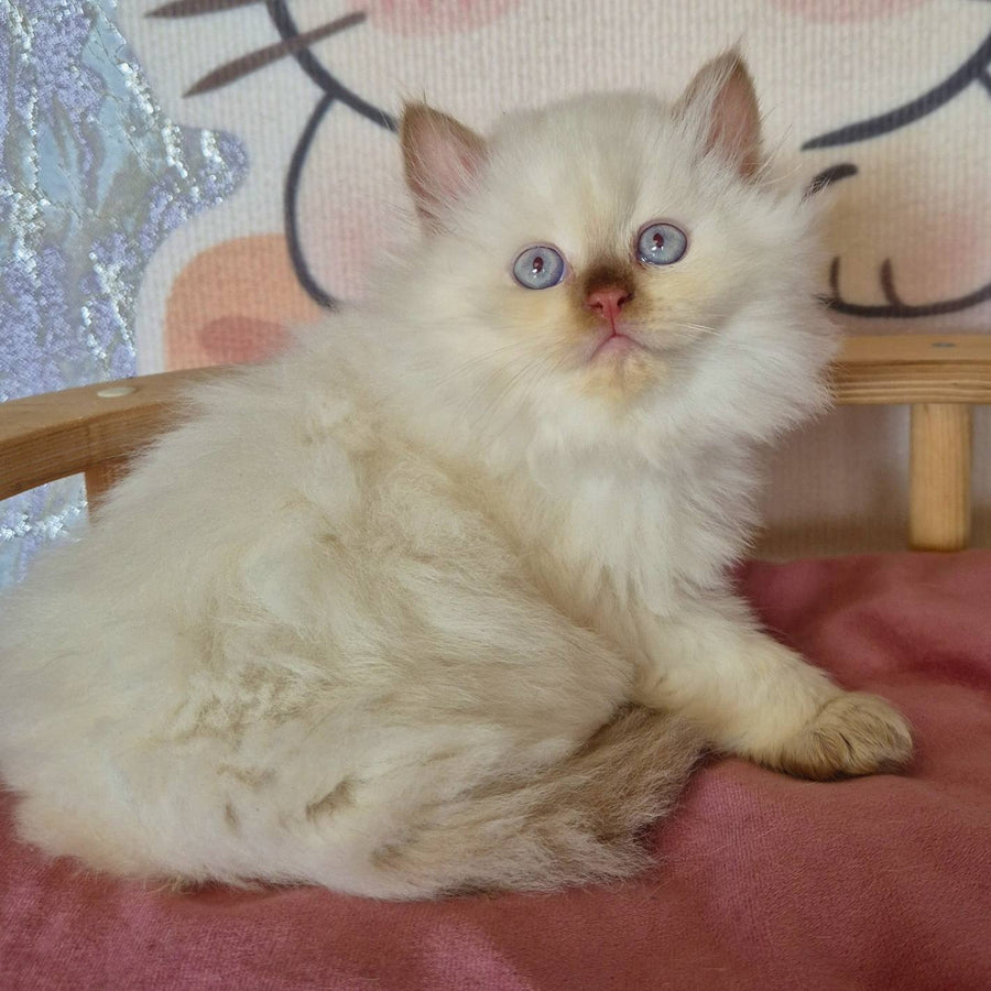 Damir British Longhair male, chocolate golden shaded pointed