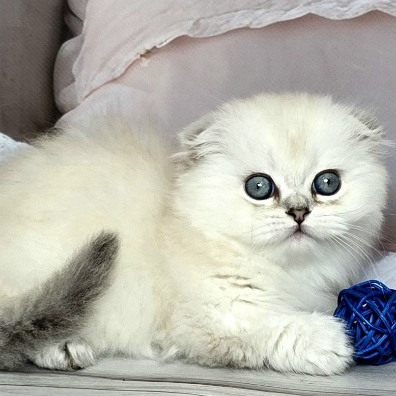 Sapphire Munchkin female, black silver shaded pointed