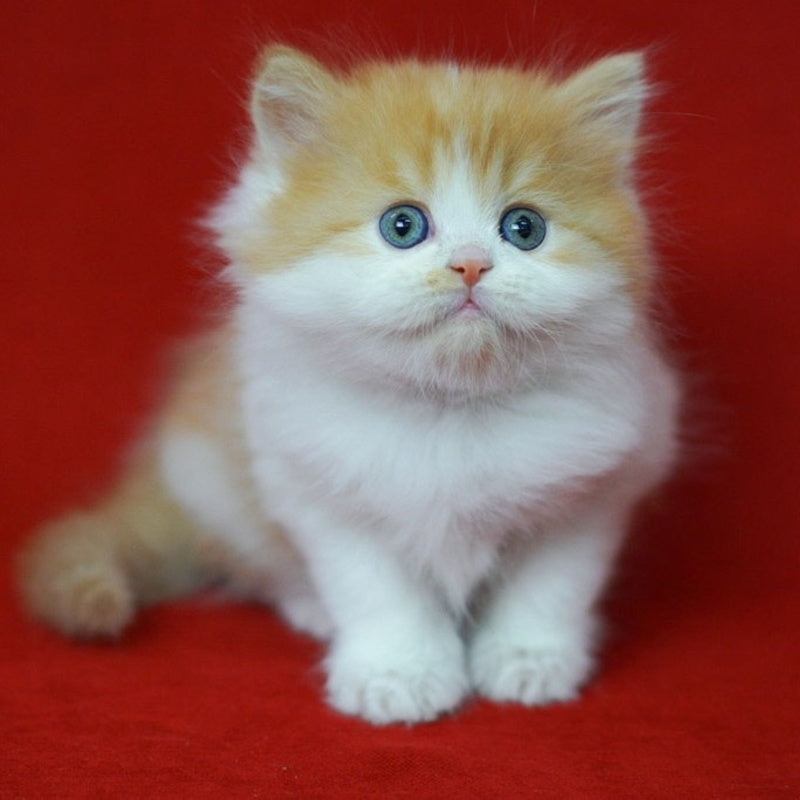 Top Top Scottish Straight male, red spotted tabby bicolour