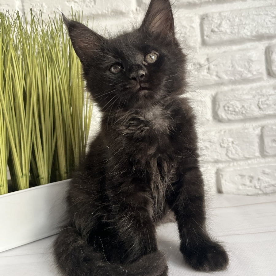 Kenzo Maine Coon male, black