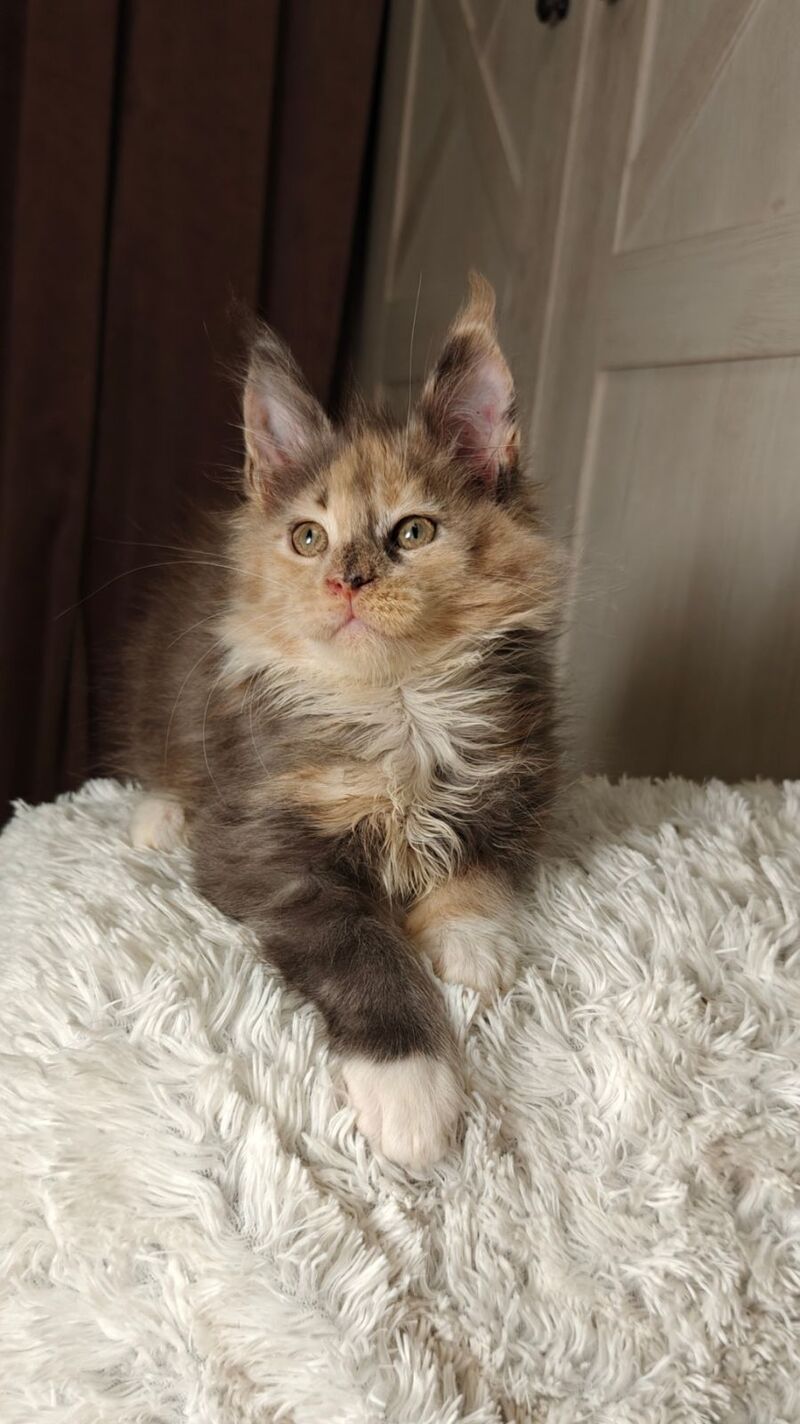Quintara Maine Coon female blue tortie tabby bicolour live animals