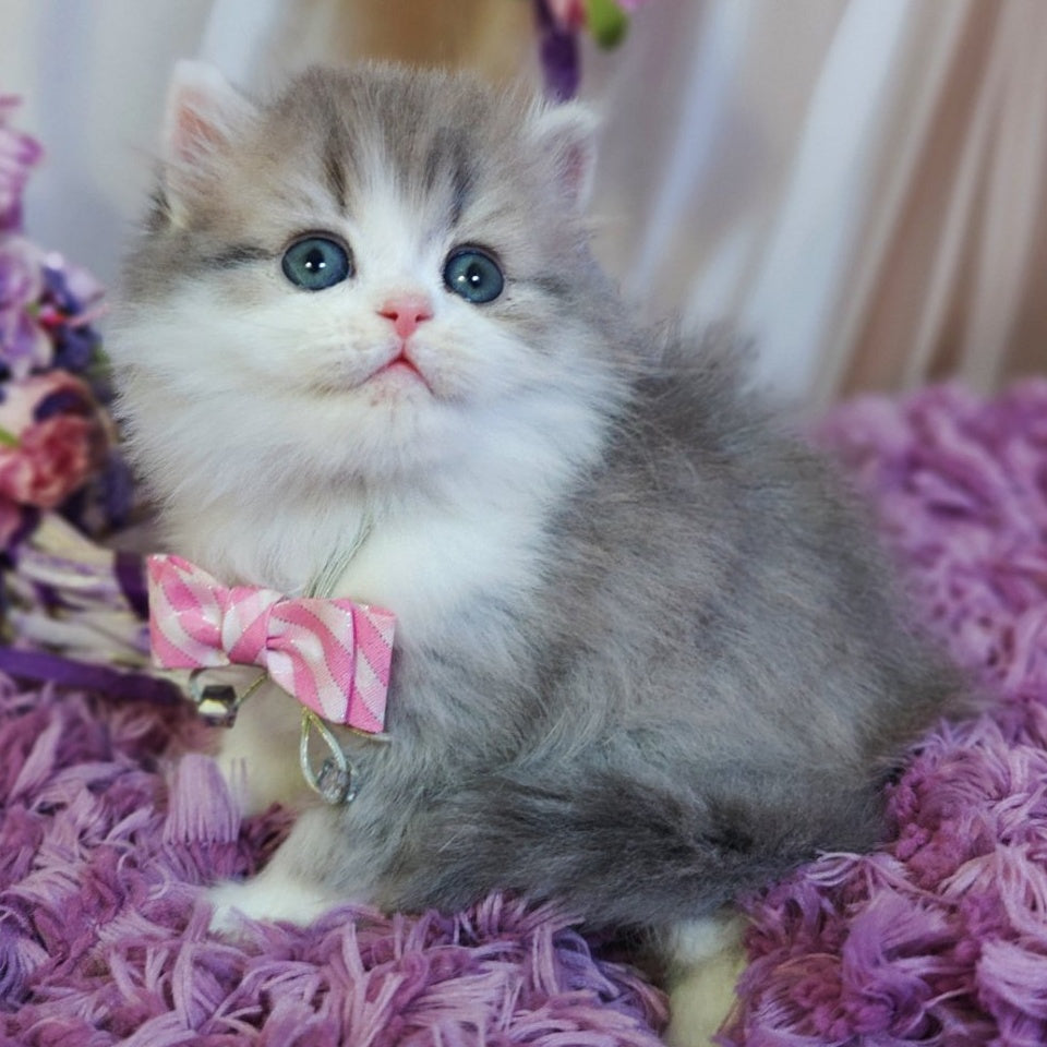 Watson British Longhair male, blue tabby bicolour