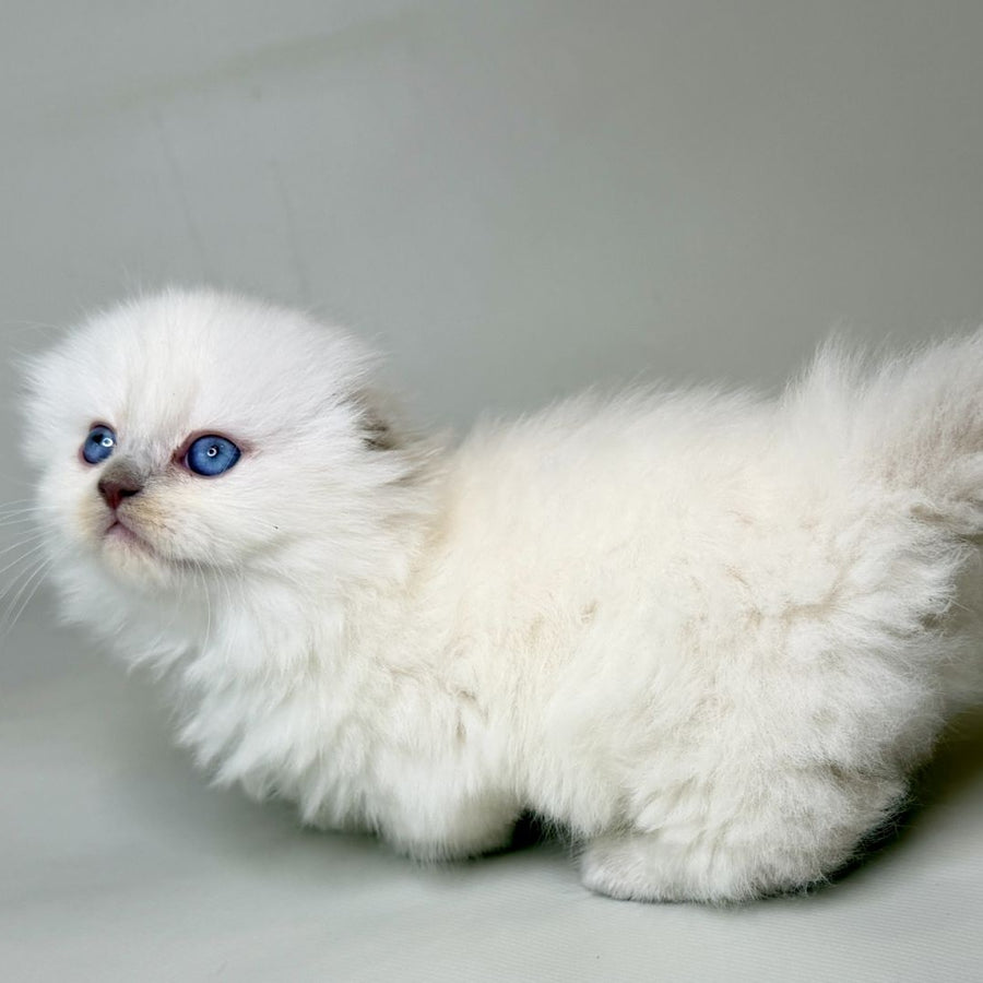Stormy Munchkin female, blue shaded pointed