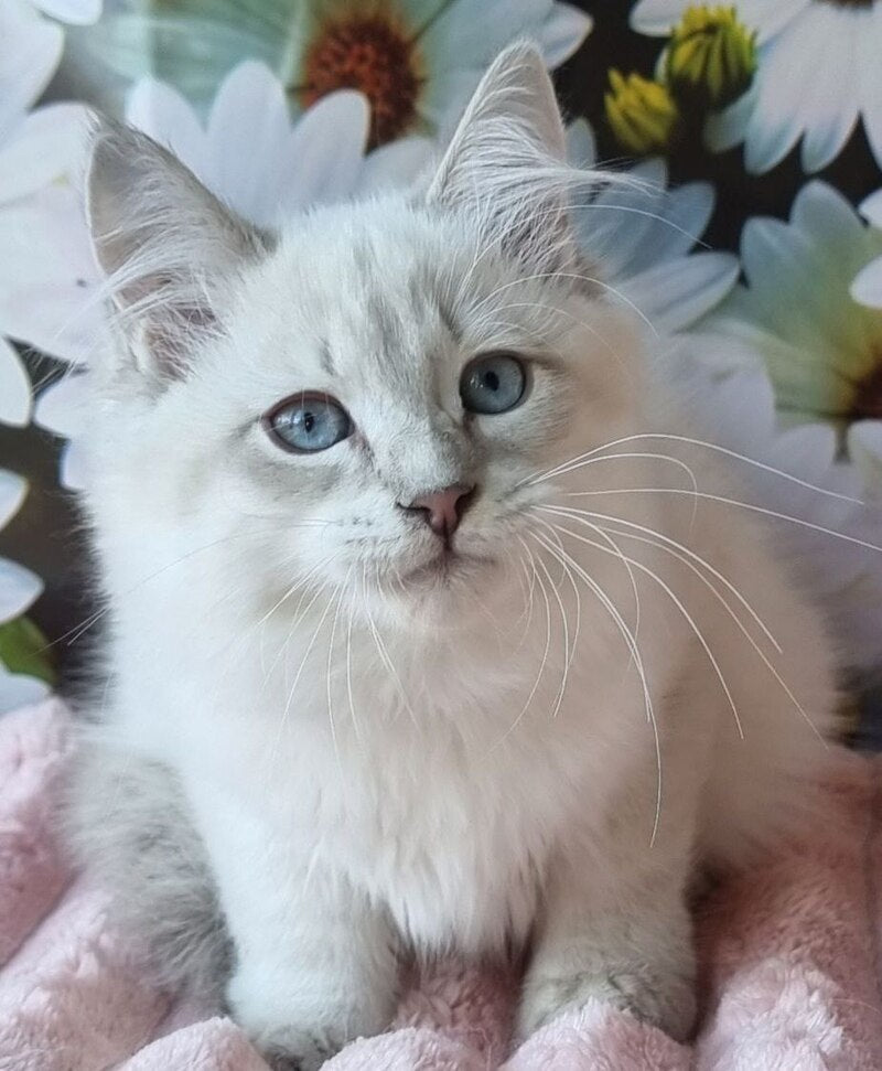 Rainy Siberian female, blue tabby pointed with white