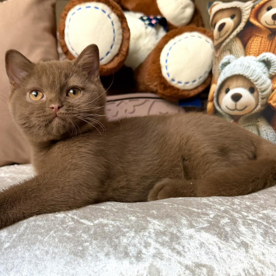 Miray British Shorthair female, cinnamon