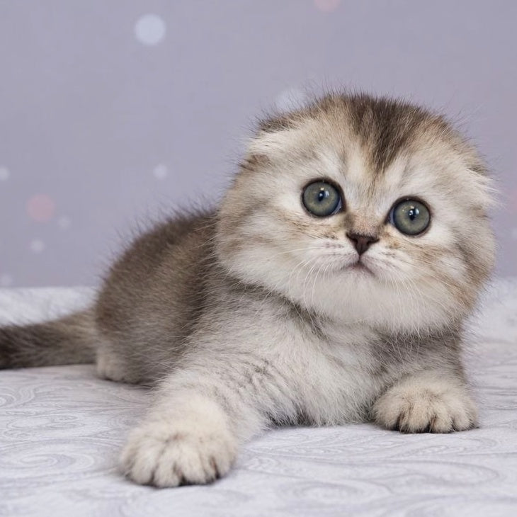 Peony Scottish Fold female, black tortie silver ticked tabby