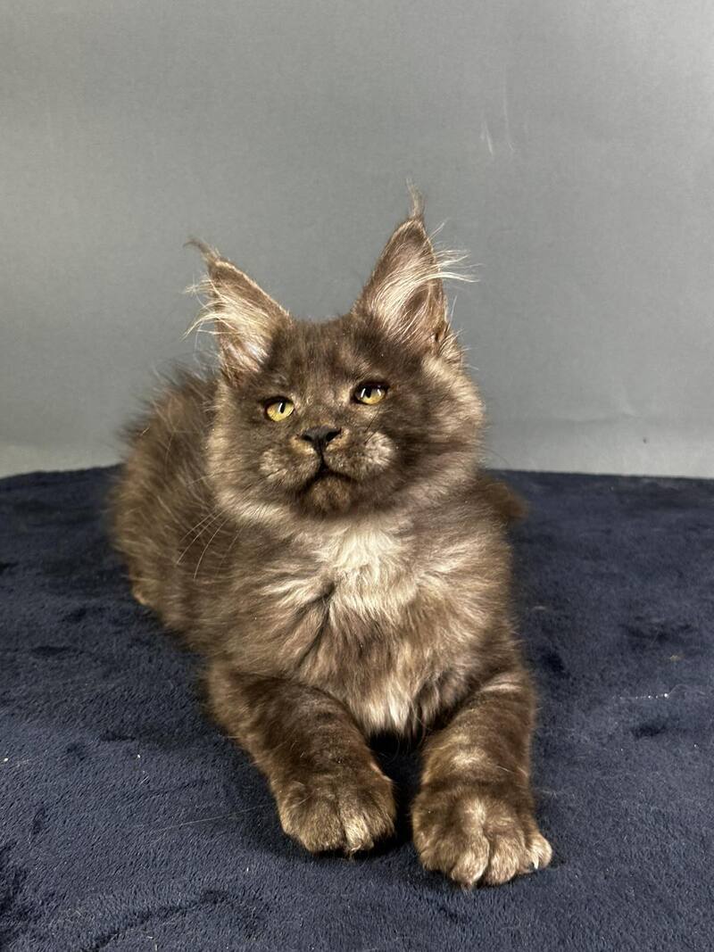 Gordon Maine Coon male black silver - live animals