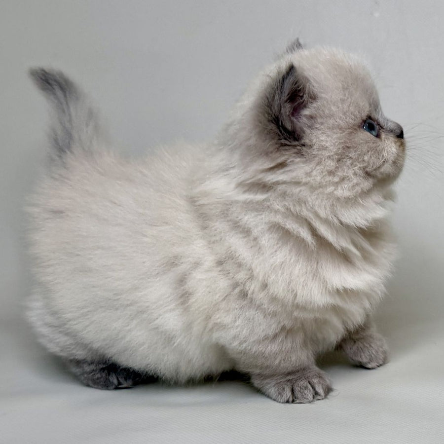 Savage Munchkin female, lilac shaded pointed