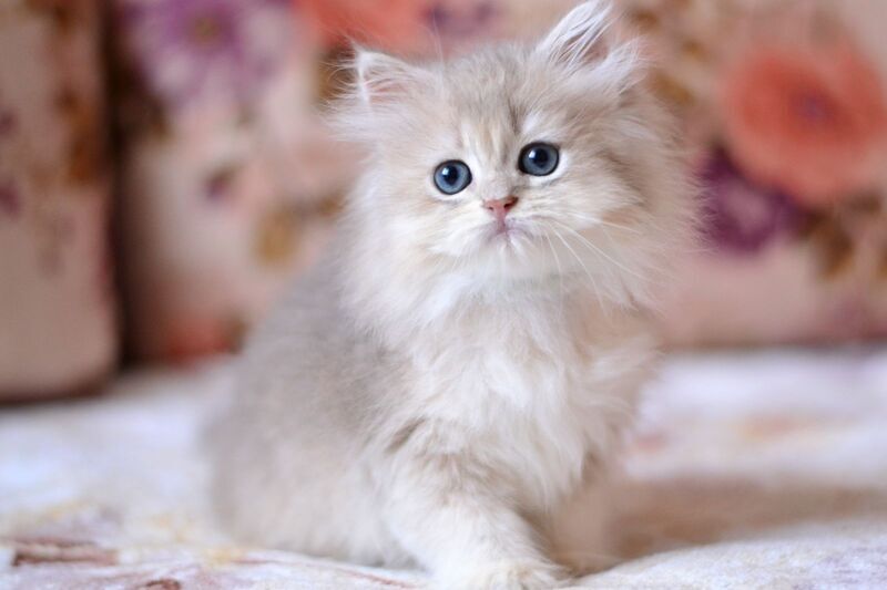 Gigi British Longhair female, blue golden shaded