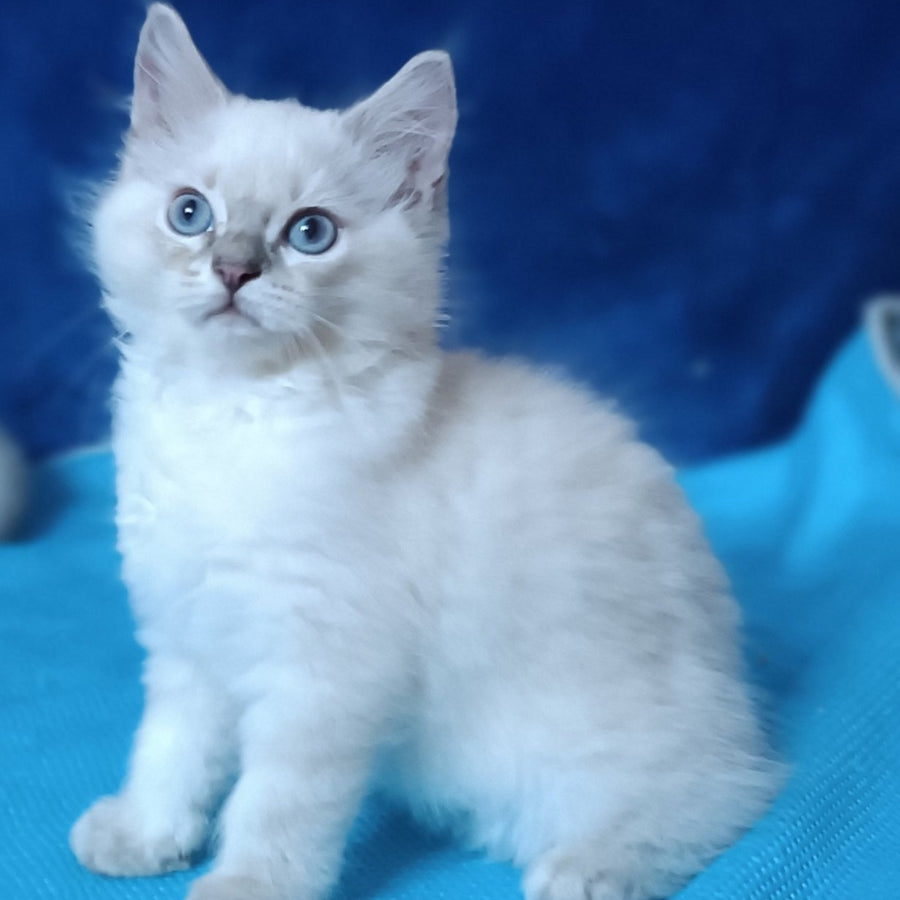 Duglas Siberian male, blue tabby pointed