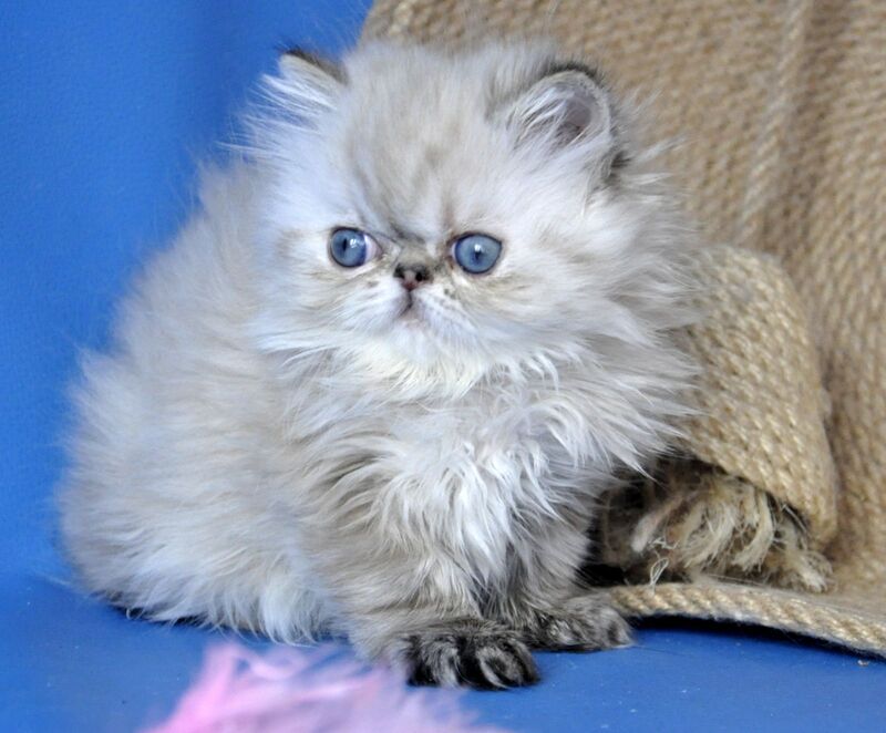 Yoko Persian male seal lynx pointed - live animals