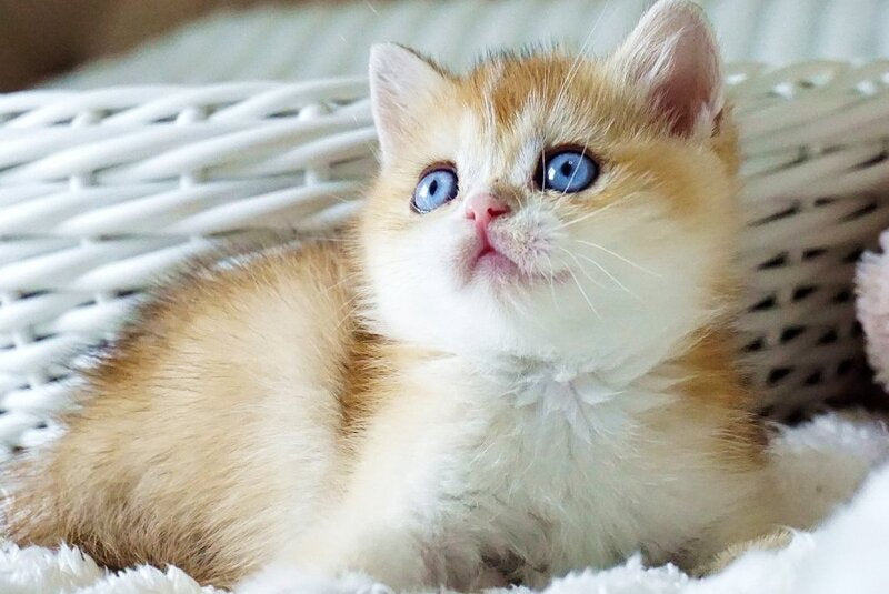 Edwin British Shorthair male, black golden shaded with white