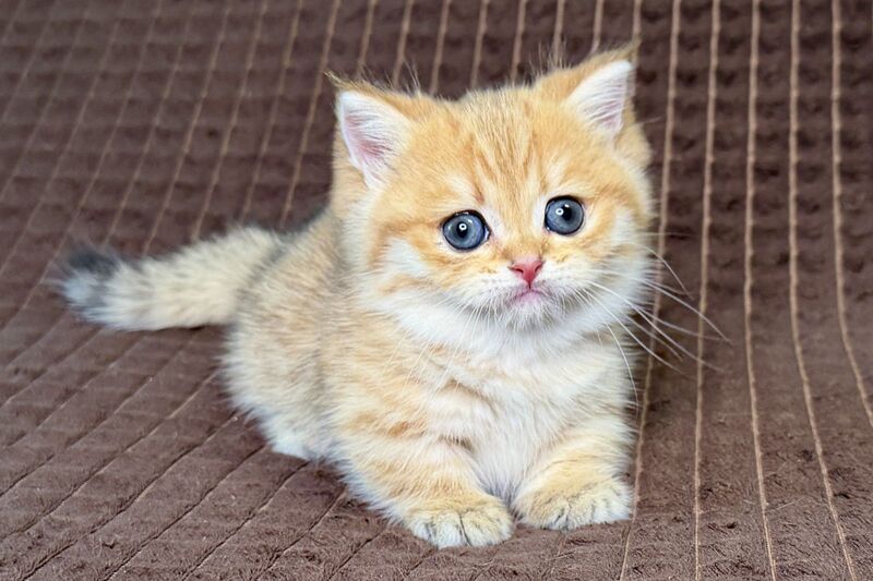 Milo Munchkin male, black golden spotted tabby