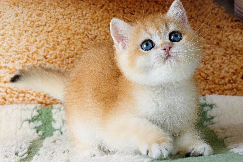 Vasyl British Shorthair male, black golden chinchilla
