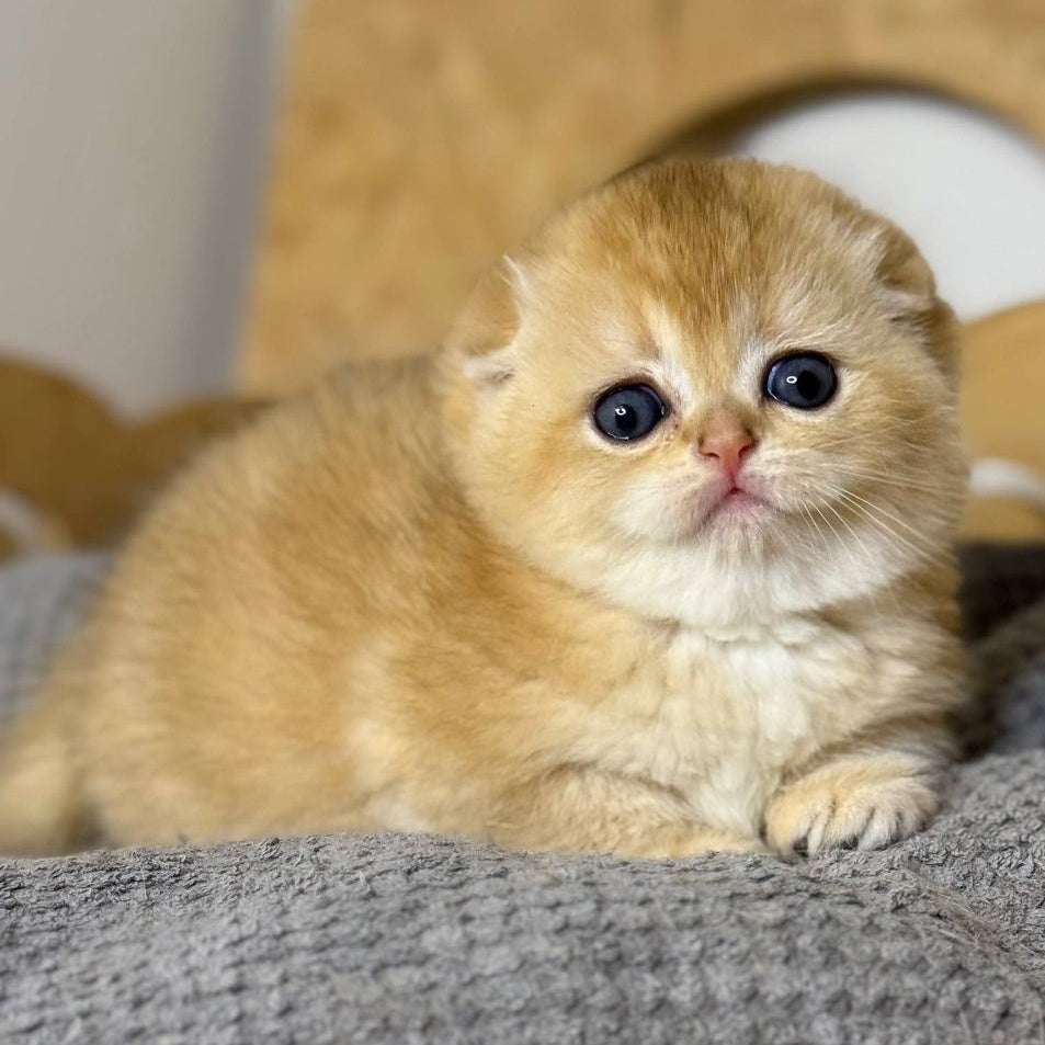 Nils Scottish Fold male, black golden chinchilla