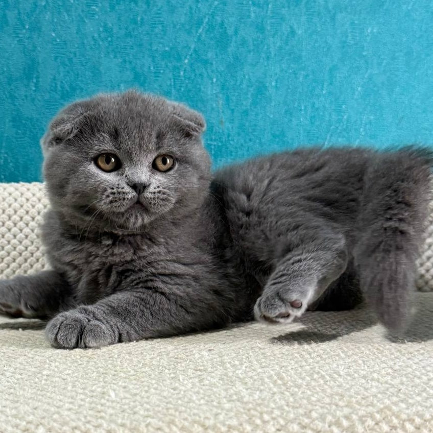 Barney Scottish Fold male, blue