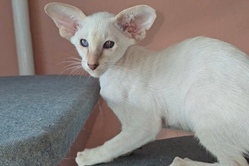 Martin Siamese male lilac - live animals