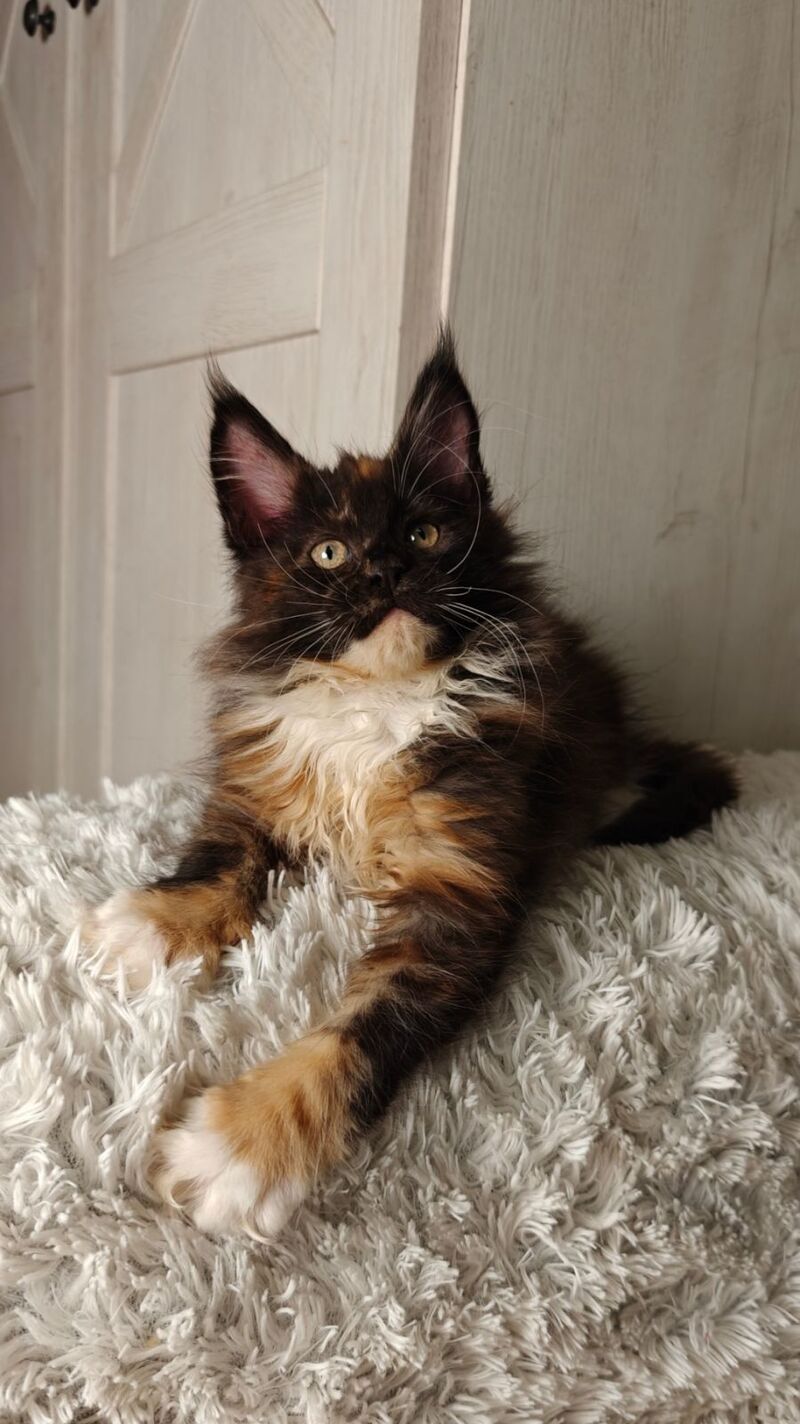 Rivera Maine Coon female black tortie bicolour live animals