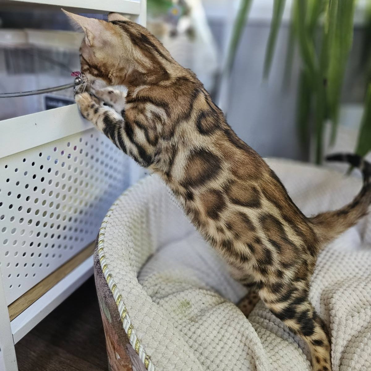 Ugo Bengal male, black spotted tabby