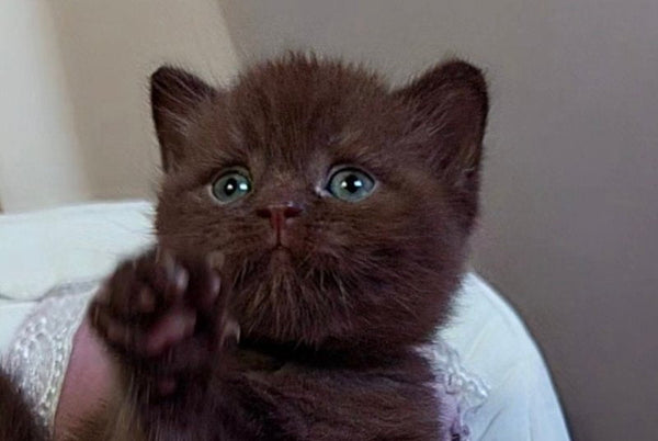 Jasper Scottish Straight male chocolate - live animals