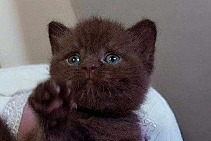 Jasper Scottish Straight male chocolate - live animals