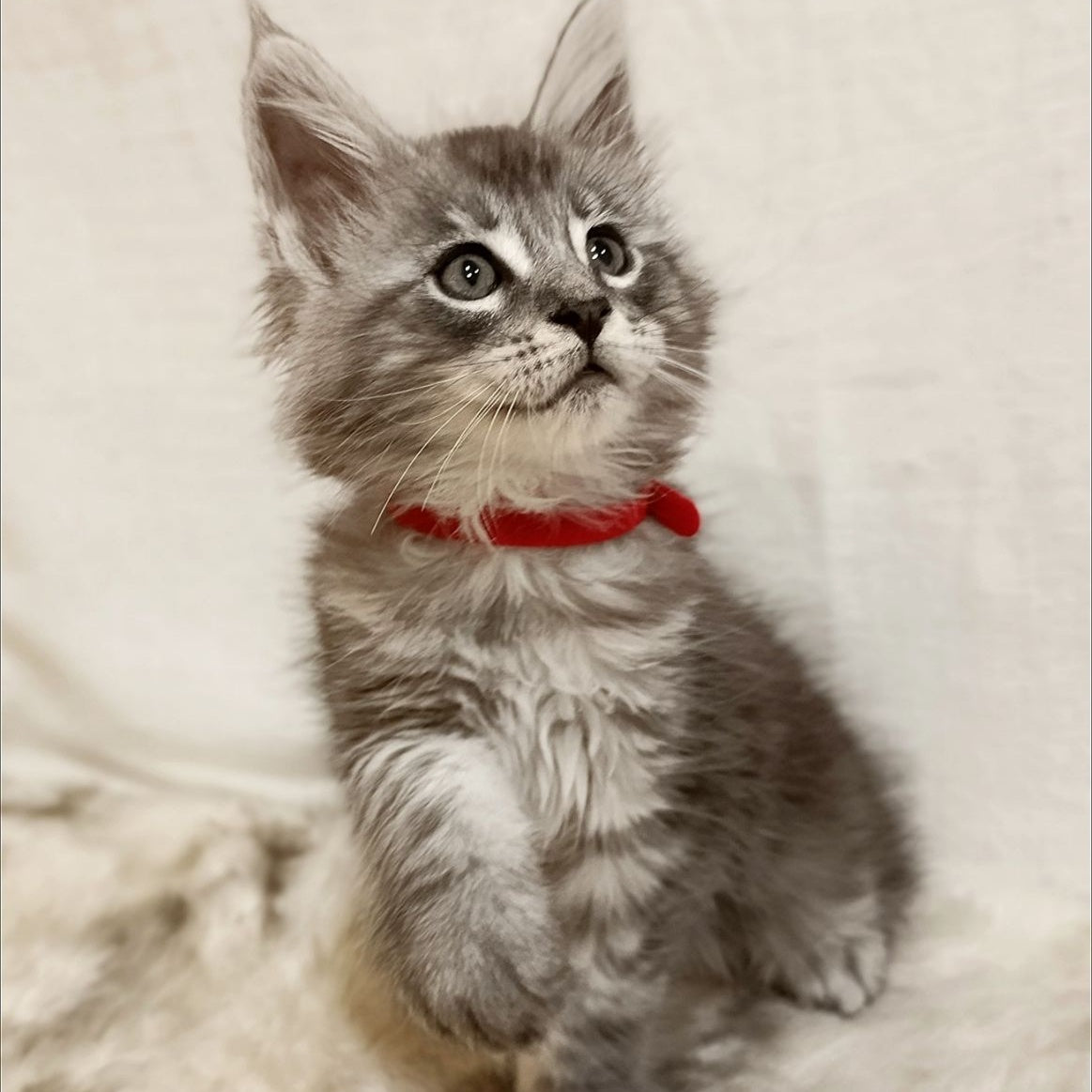Freya Maine Coon female, black silver tabby