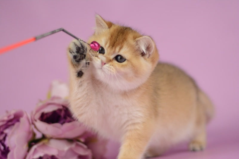 Vesta British Shorthair female black golden shaded - live animals