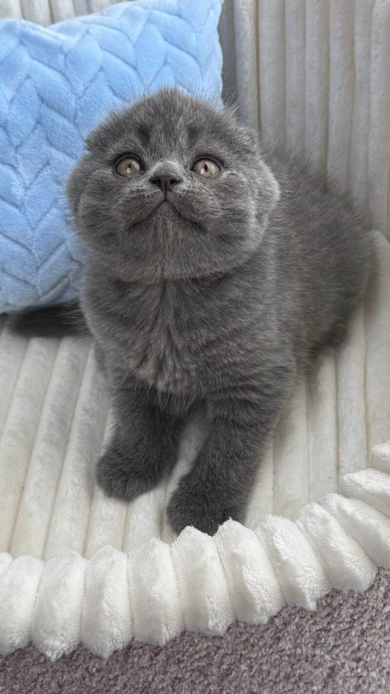 Alex Scottish Fold male, blue