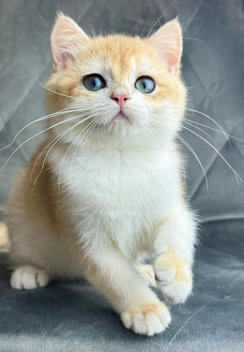 Ike British Shorthair male black golden chinchilla - live animals