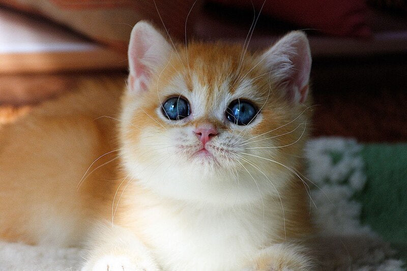 Vasyl British Shorthair male, black golden chinchilla