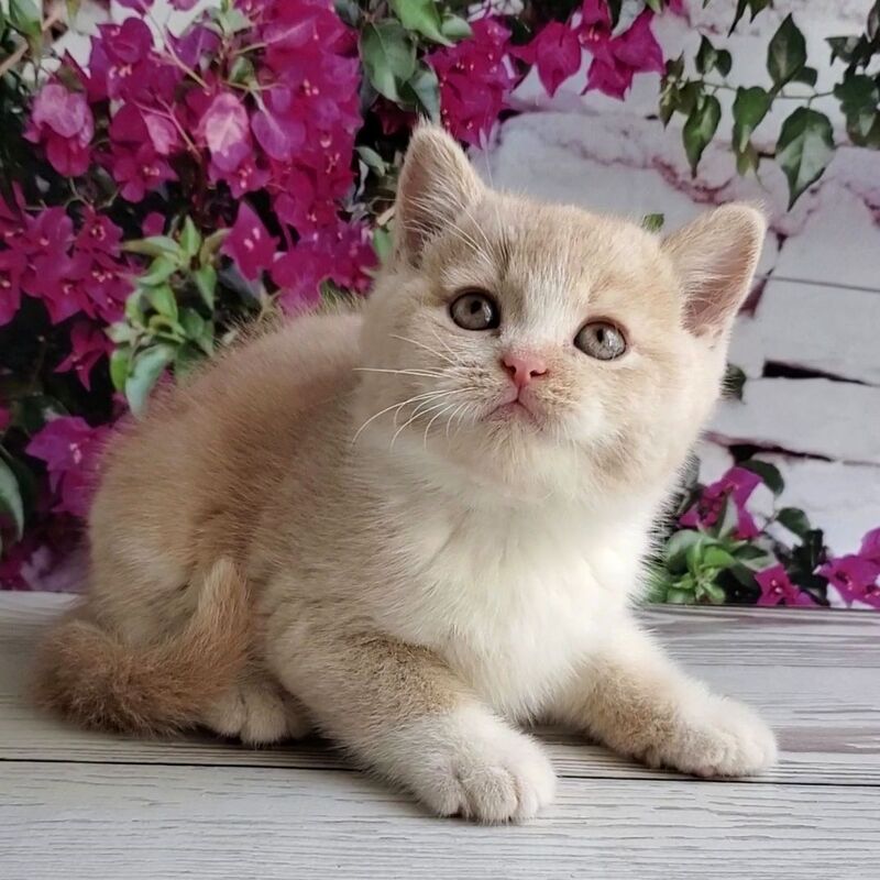 Uno British Shorthair male cream bicolour - live animals