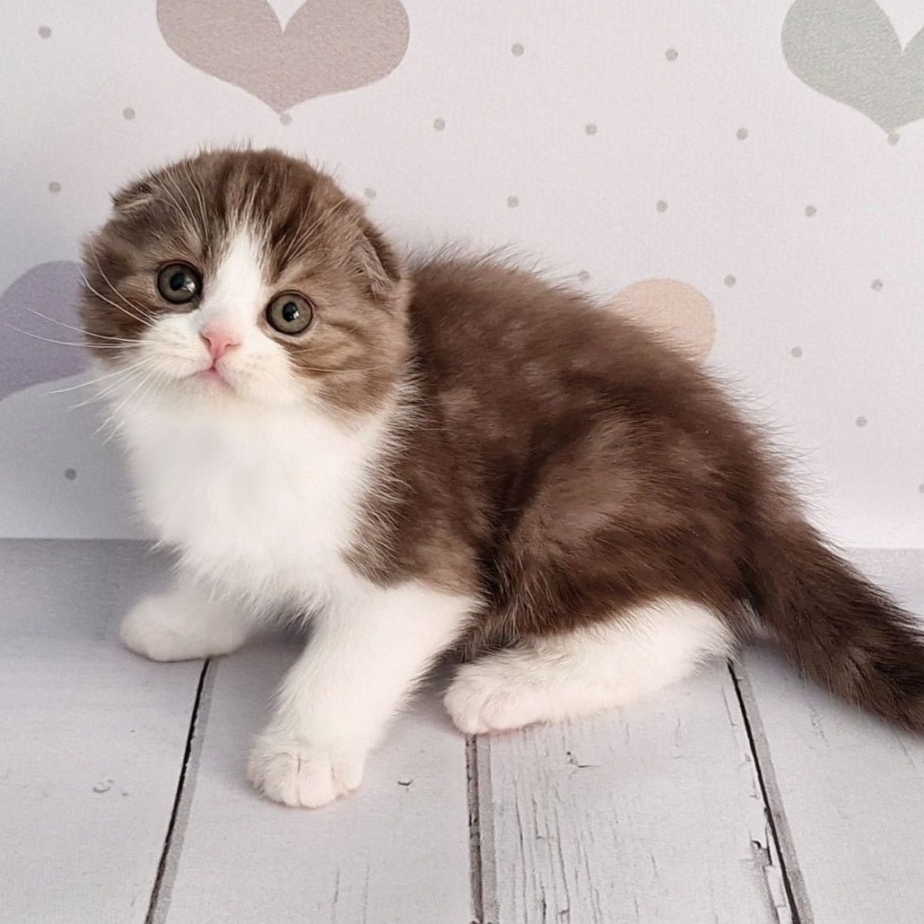 Baileys Scottish Fold male, chocolate silver bicolour