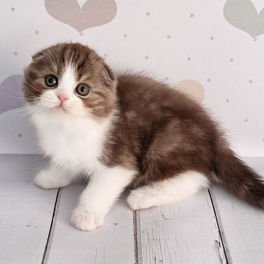 Baileys Scottish Fold male, chocolate silver bicolour