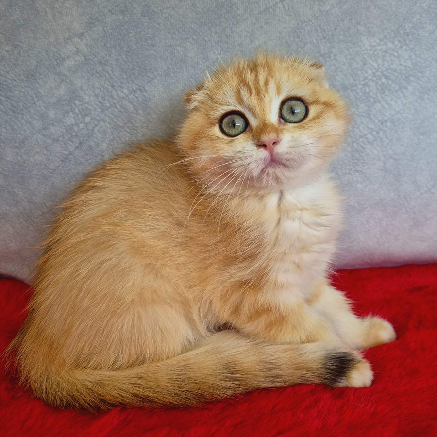 Maya Scottish Fold female, black golden chinchilla