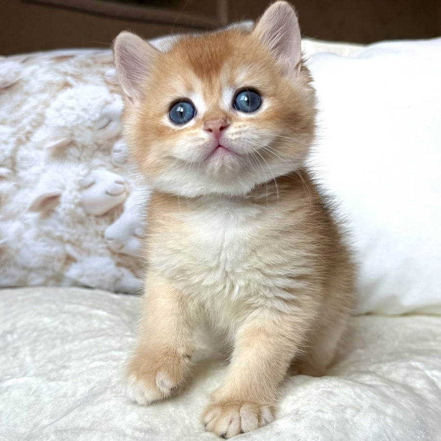 Oliver British Shorthair male, black golden chinchilla