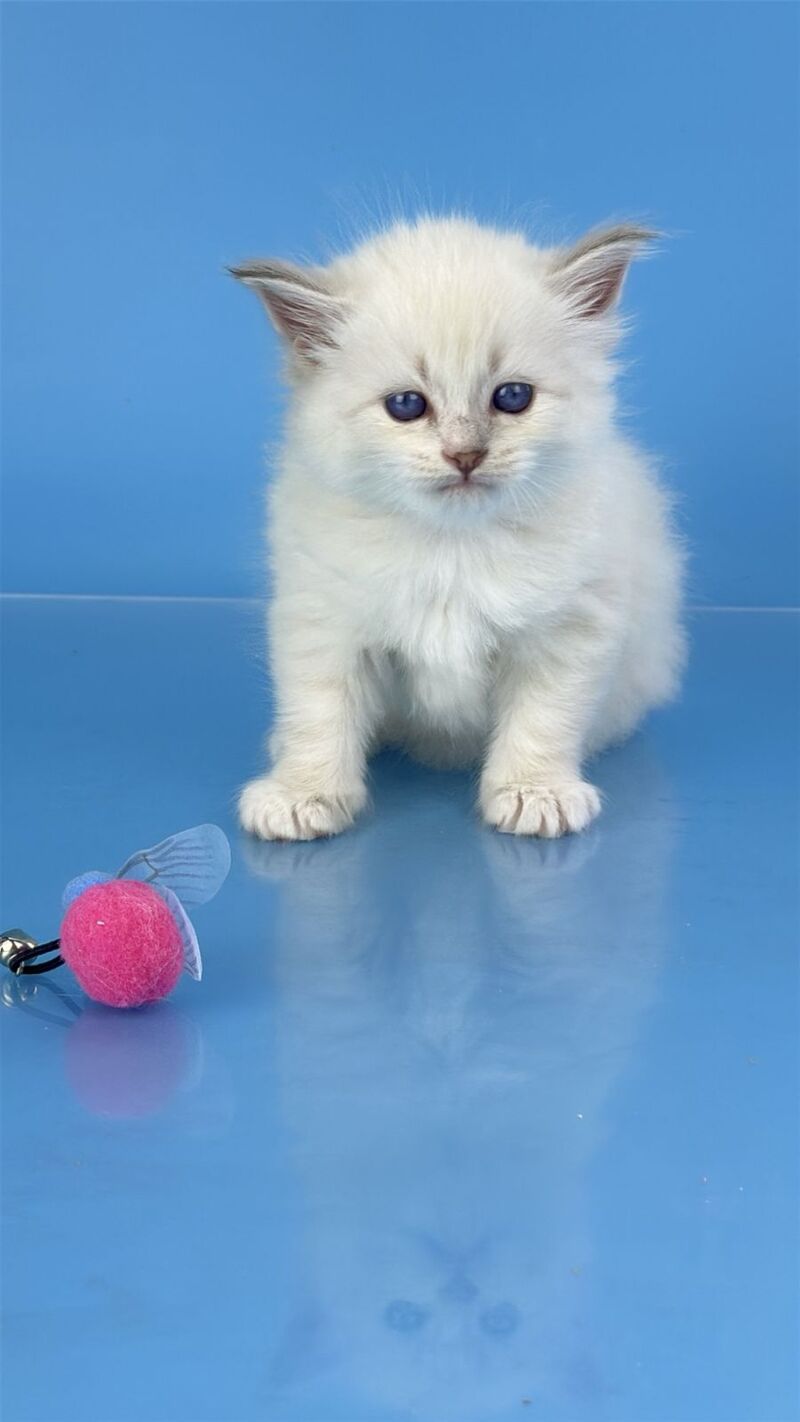 Windsor Siberian male blue tabby pointed with white - live animals