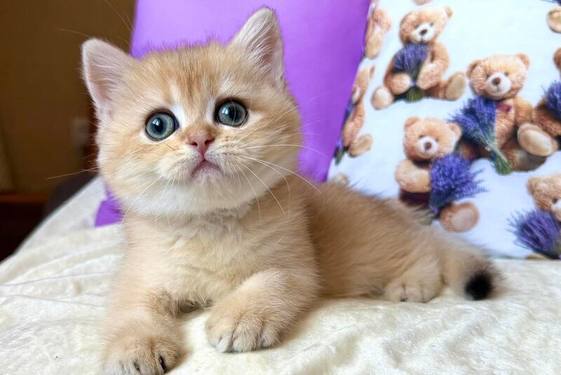 Alina British Shorthair female, black golden chinchilla