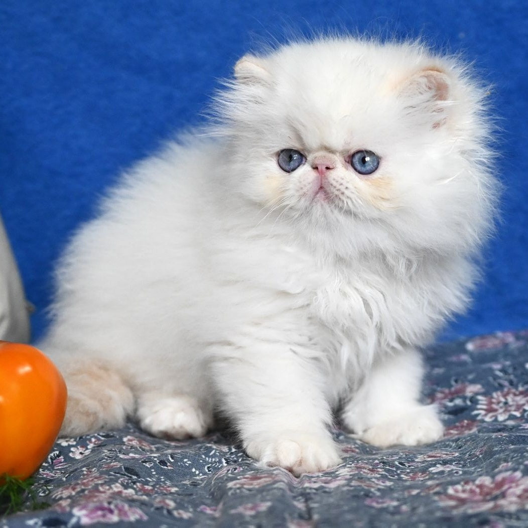 Azur Persian male, cream tabby pointed