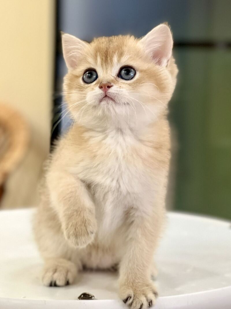 Darvin British Shorthair male black golden shaded - live animals