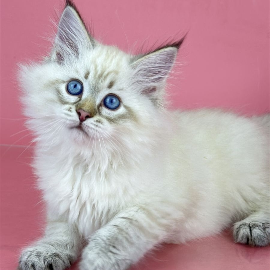 Bastian Siberian male, seal tabby pointed