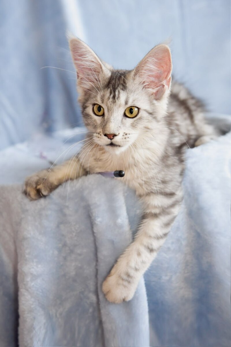 Ulina Maine Coon female, black silver tabby