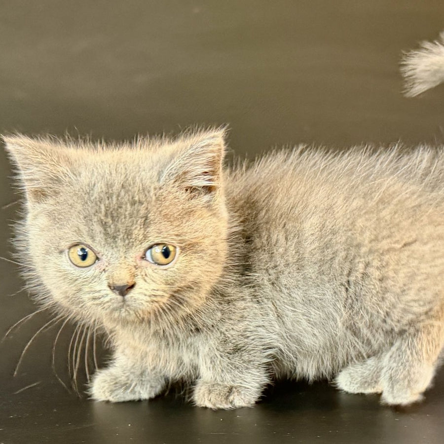 Alfie Munchkin male, blue