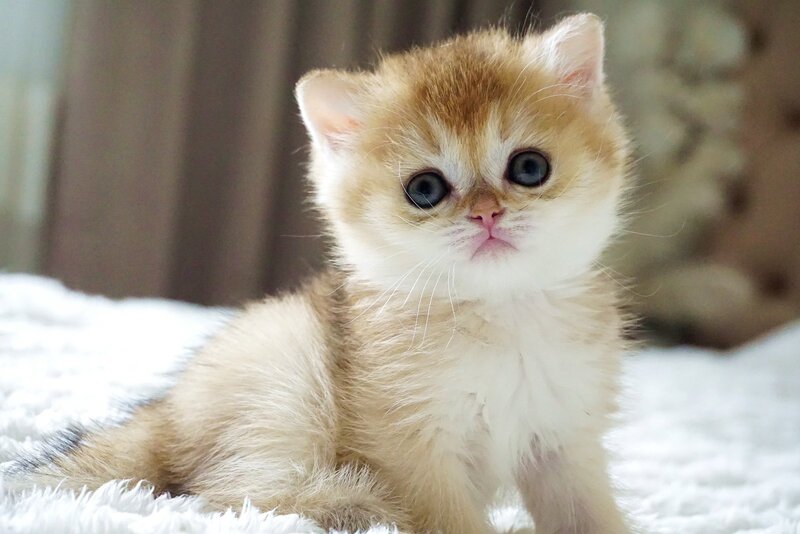 Emily British Shorthair female, black golden shaded
