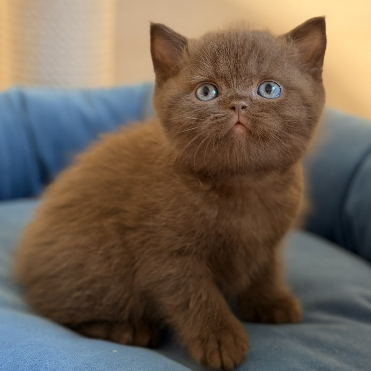 Asher British Shorthair male, chocolate