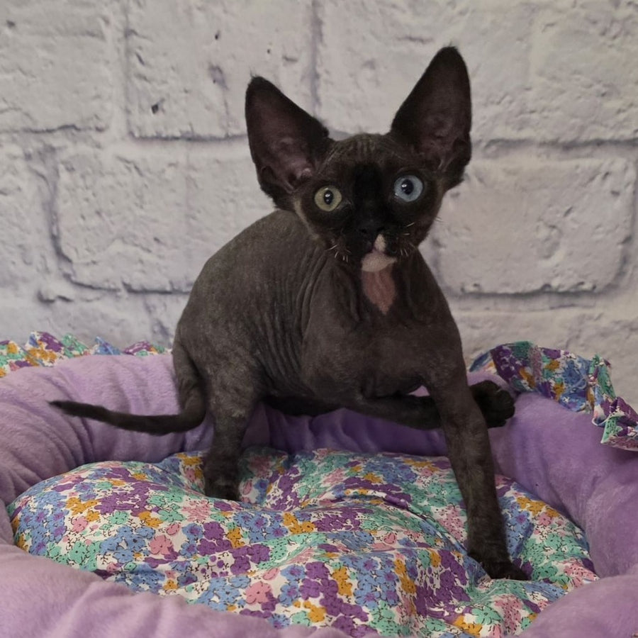 Sofia Devon Rex female, black with white