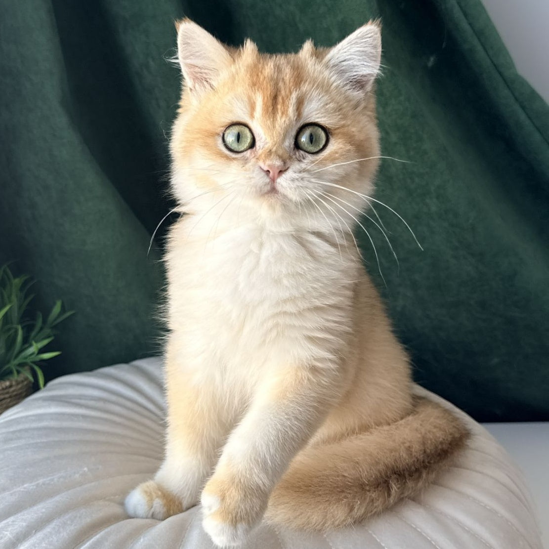 Ferdinand British Shorthair male, black golden chinchilla
