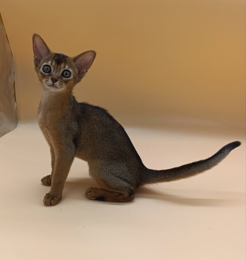 Laura Abyssinian female, ruddy